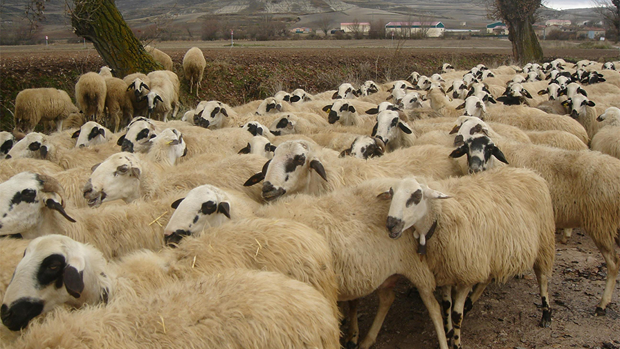 [Türkiye] - Küçükbaş