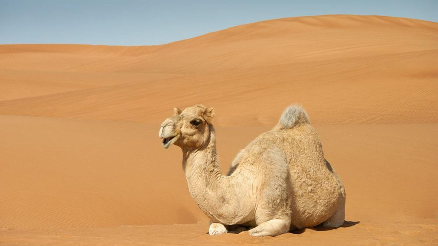 [Afrika] - Deve